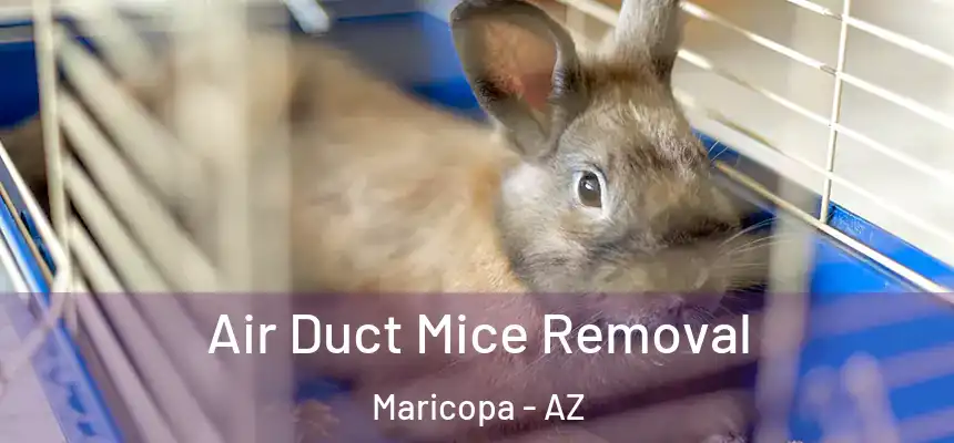  Air Duct Mice Removal Maricopa - AZ